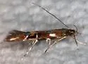 Cosmopterix nitens - Hodges#1469 - photo 2