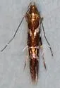 Cosmopterix nitens - Hodges#1469 - photo 3