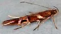 Cosmopterix nitens - Hodges#1469 - photo 4
