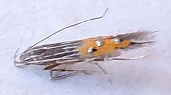 Cosmopterix opulenta - Hodges#1483 - photo 2