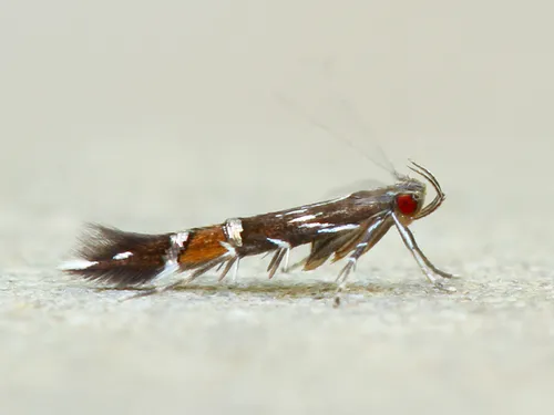 Beautiful Cosmopterix Moth