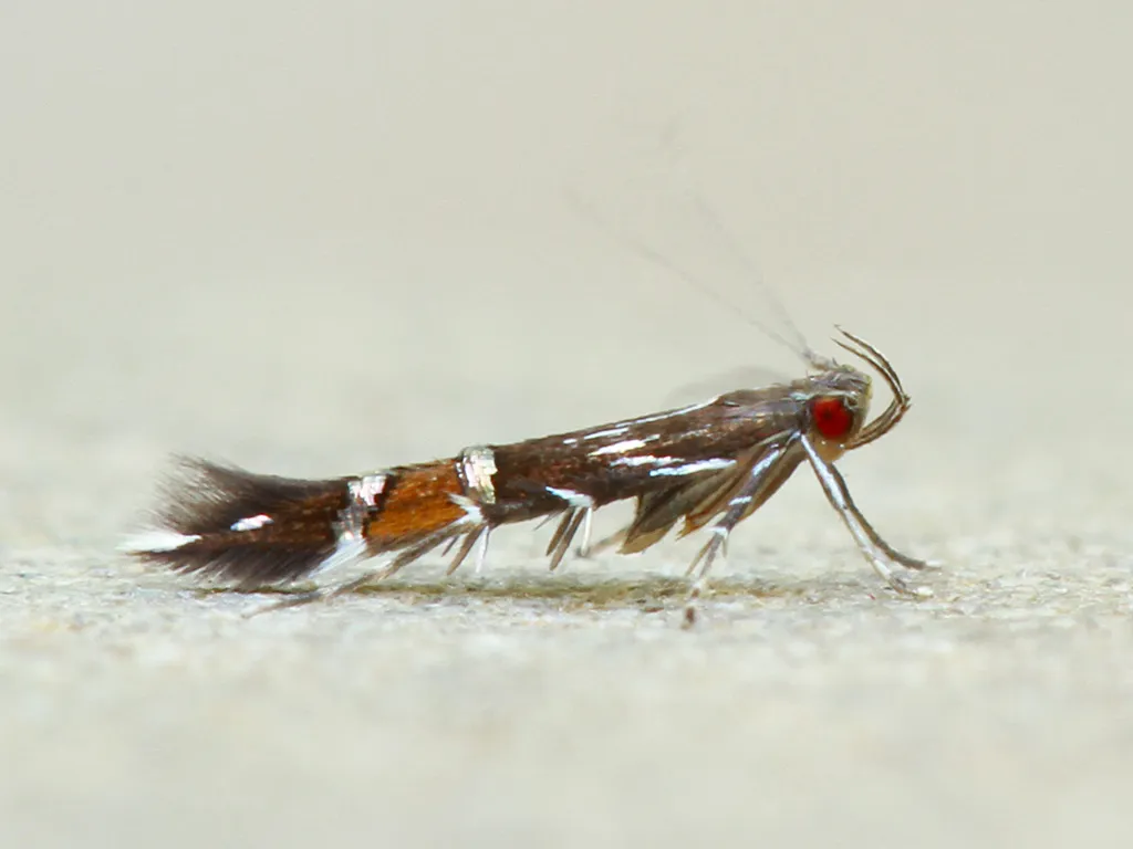 Beautiful Cosmopterix Moth - photo 2
