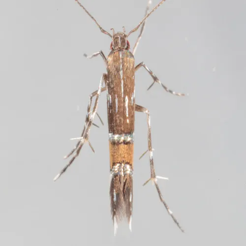 Beautiful Cosmopterix Moth - photo 5
