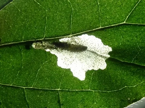Beautiful Cosmopterix Moth - photo 6