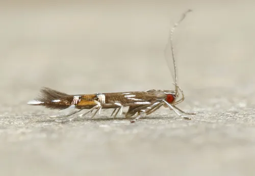 Beautiful Cosmopterix Moth - photo 7