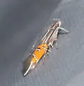 Cosmopterix quadrilineella - Hodges#1485