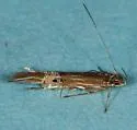 Cosmopterix scirpicola - Hodges#1494
