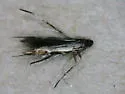 Cosmopterix scirpicola - Hodges#1494 - photo 2