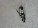 Cosmopterix scirpicola - Hodges#1494 - photo 4