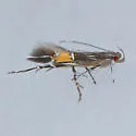 Cosmopterix teligera - Hodges#1487 - Cosmopterix teligera