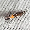 Cosmopterix teligera - Hodges#1487 - photo 2