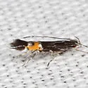 Cosmopterix teligera - Hodges#1487 - photo 4