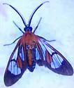 Cosmosoma achemon - Hodges#8280.1 - Cosmosoma achemon