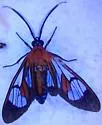 Cosmosoma achemon - Hodges#8280.1 - photo 2