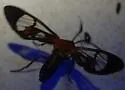 Cosmosoma achemon - Hodges#8280.1 - photo 3