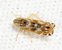 Cosmotettix bilineatus