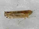 Cosmotettix bilineatus - photo 2