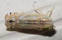 Cosmotettix bilineatus - photo 3