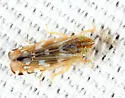 Cosmotettix bilineatus - photo 4