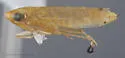 Cosmotettix luteocephalus