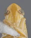 Cosmotettix luteocephalus - photo 3