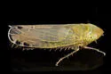 Cosmotettix paludosus