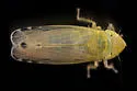 Cosmotettix paludosus - photo 2