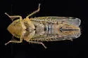 Cosmotettix paludosus - photo 3