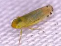 Cosmotettix paludosus - photo 4
