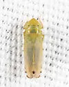 Cosmotettix paludosus - photo 5