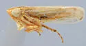 Cosmotettix unica
