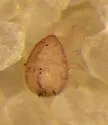 Cosmozercon setosus