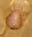 Cosmozercon setosus - photo 2