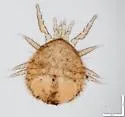 Cosmozercon setosus - photo 3