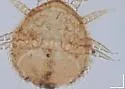Cosmozercon setosus - photo 4