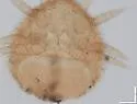 Cosmozercon setosus - photo 5