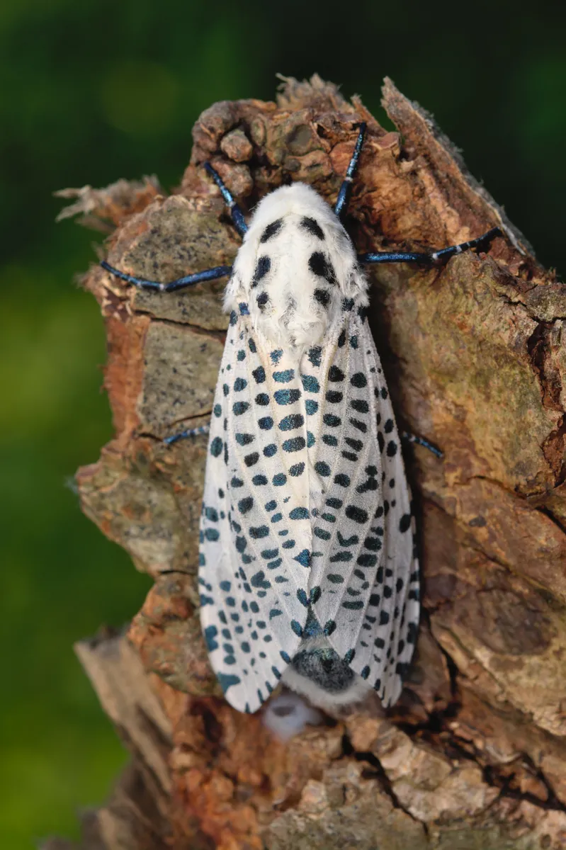 Carpenter and Leopard Moths - photo 3