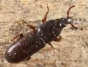 Cossonus corticola - photo 2