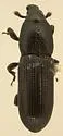 Cossonus corticola - photo 3