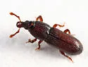 Cossonus corticola - photo 4