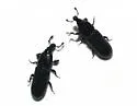 Cossonus crenatus