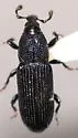 Cossonus crenatus - photo 2