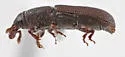 Cossonus crenatus - photo 4