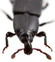 Cossonus crenatus - photo 5