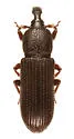Cossonus impressifrons