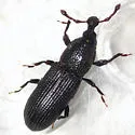 Cossonus impressifrons - photo 2