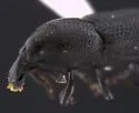 Cossonus impressifrons - photo 4