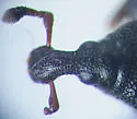 Cossonus impressifrons - photo 5