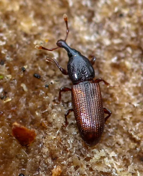 Cossonus linearis