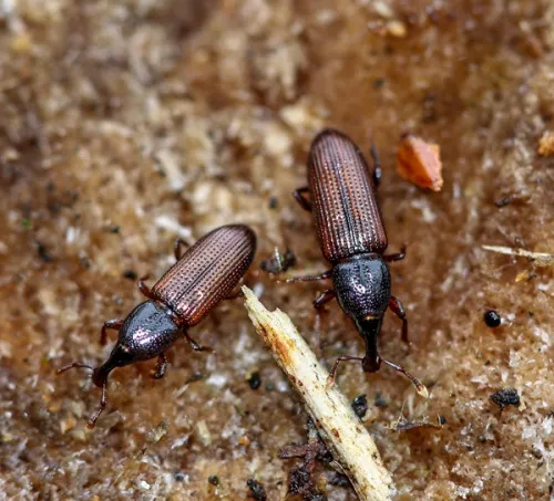 Cossonus linearis - photo 2
